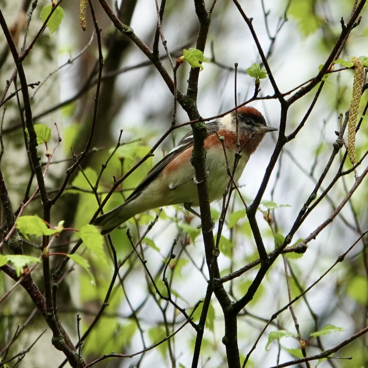 Bay-breasted Warbler - Luce Chamard