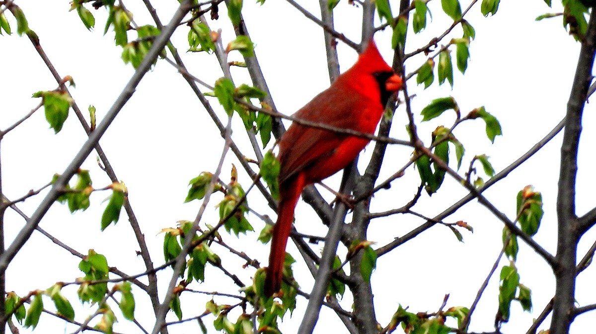 Northern Cardinal - Alan Green