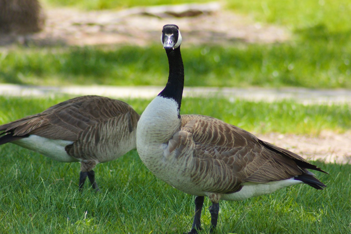 Canada Goose - ML619249269