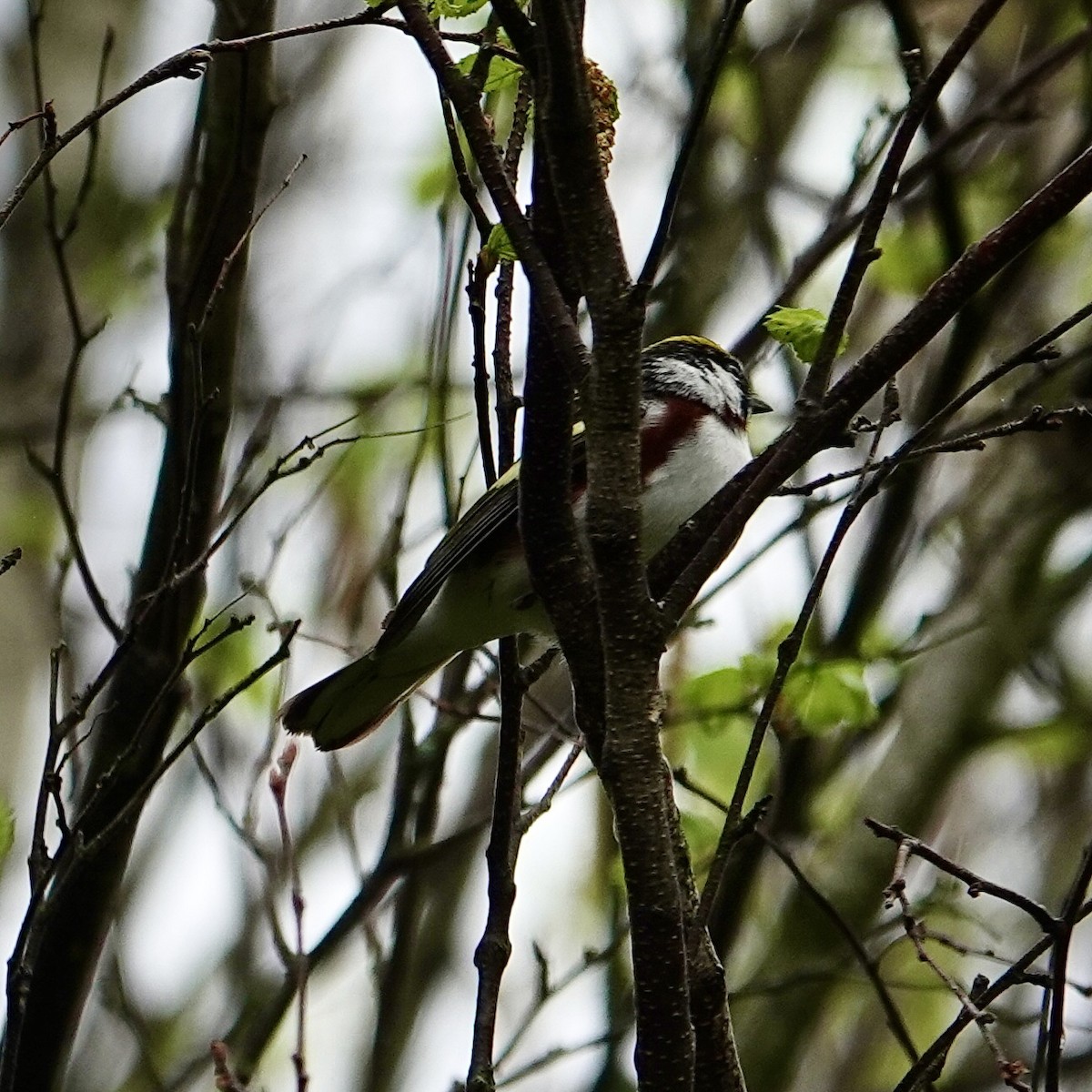 Chestnut-sided Warbler - Luce Chamard