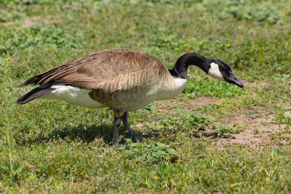 Canada Goose - ML619249274