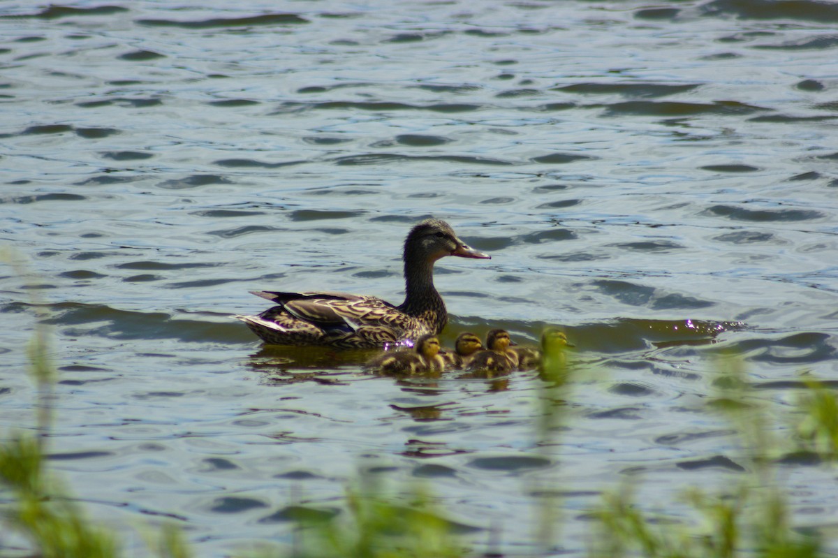 Canard colvert - ML619249277