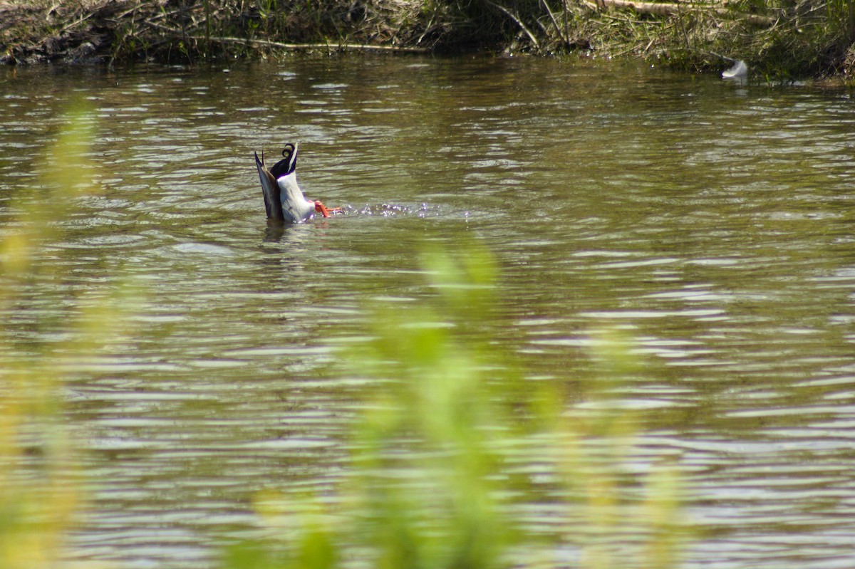 Canard colvert - ML619249279