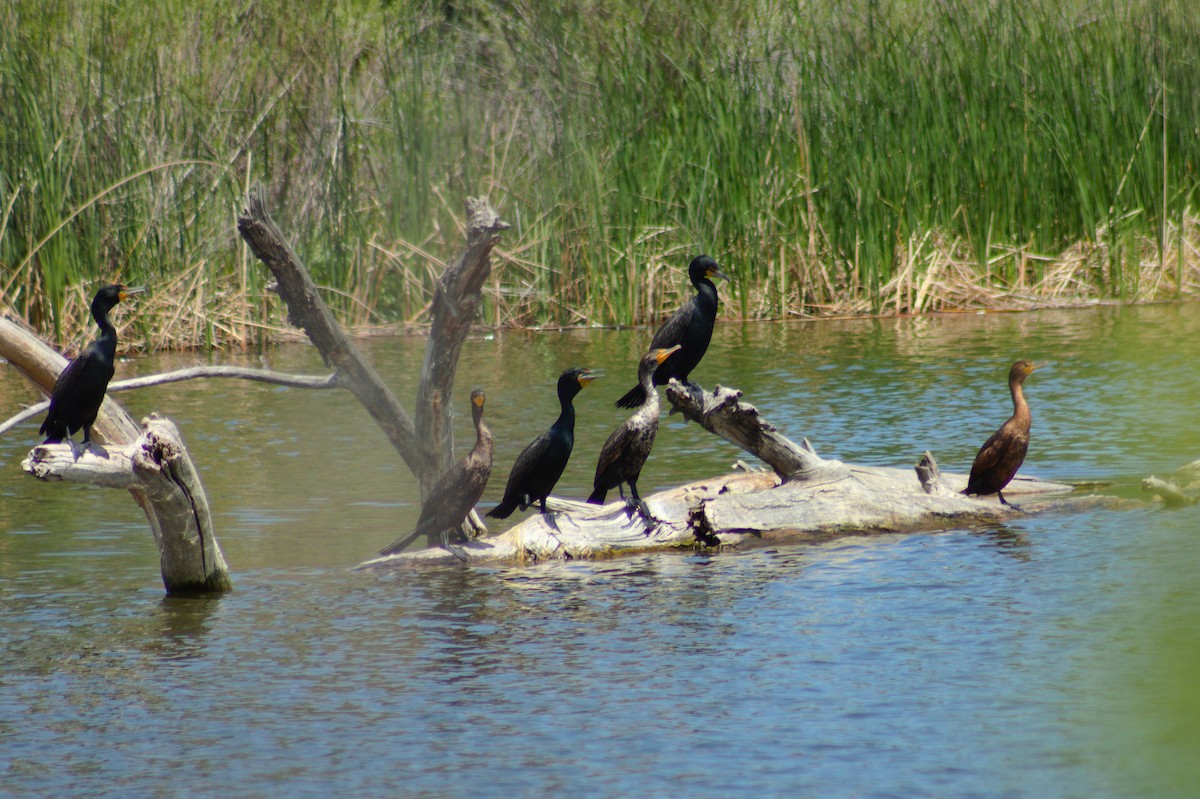 Double-crested Cormorant - ML619249281