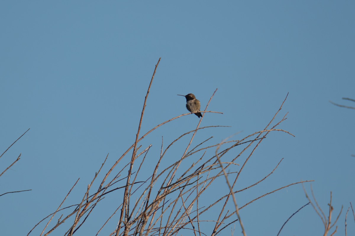 Black-chinned Hummingbird - Jason Cole