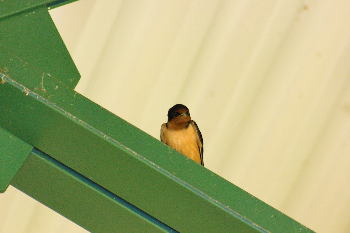 Barn Swallow - ML619249320