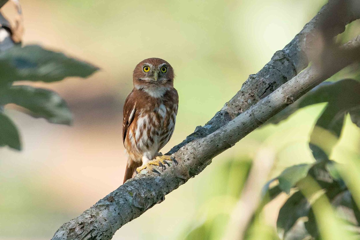 Ferruginous Pygmy-Owl - Hudson - BirdsRio