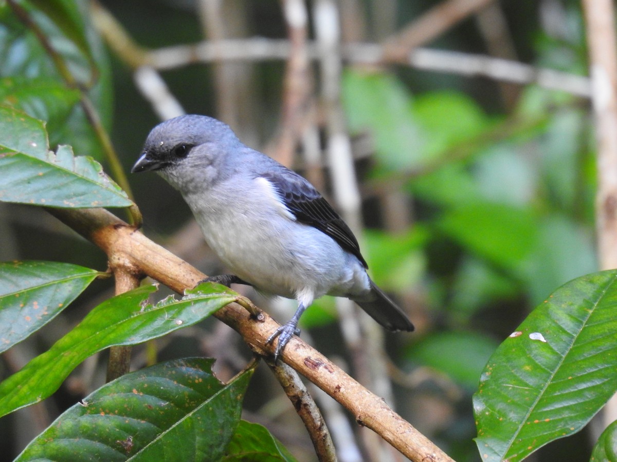 Plain-colored Tanager - Brenda Sánchez