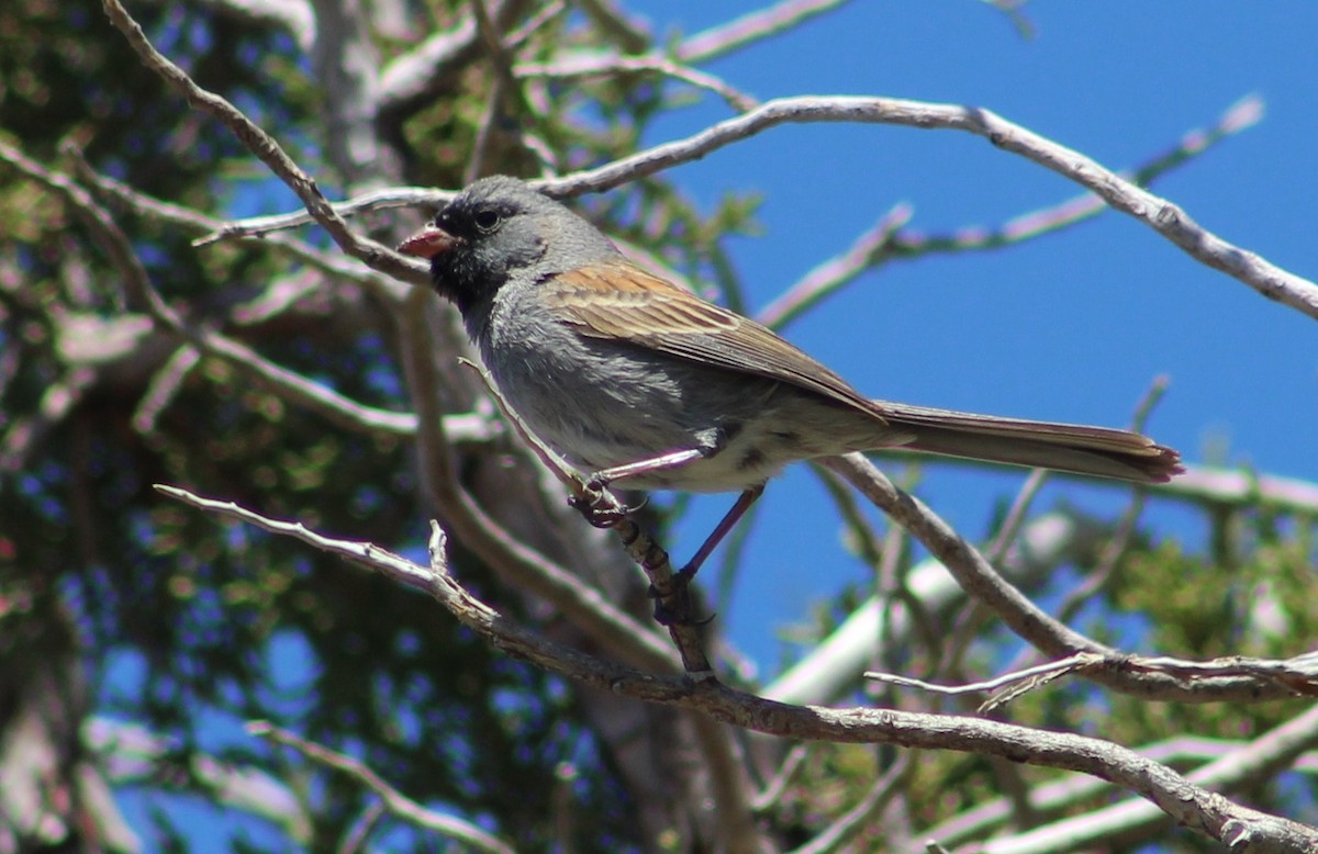 Black-chinned Sparrow - Tommy DeBardeleben