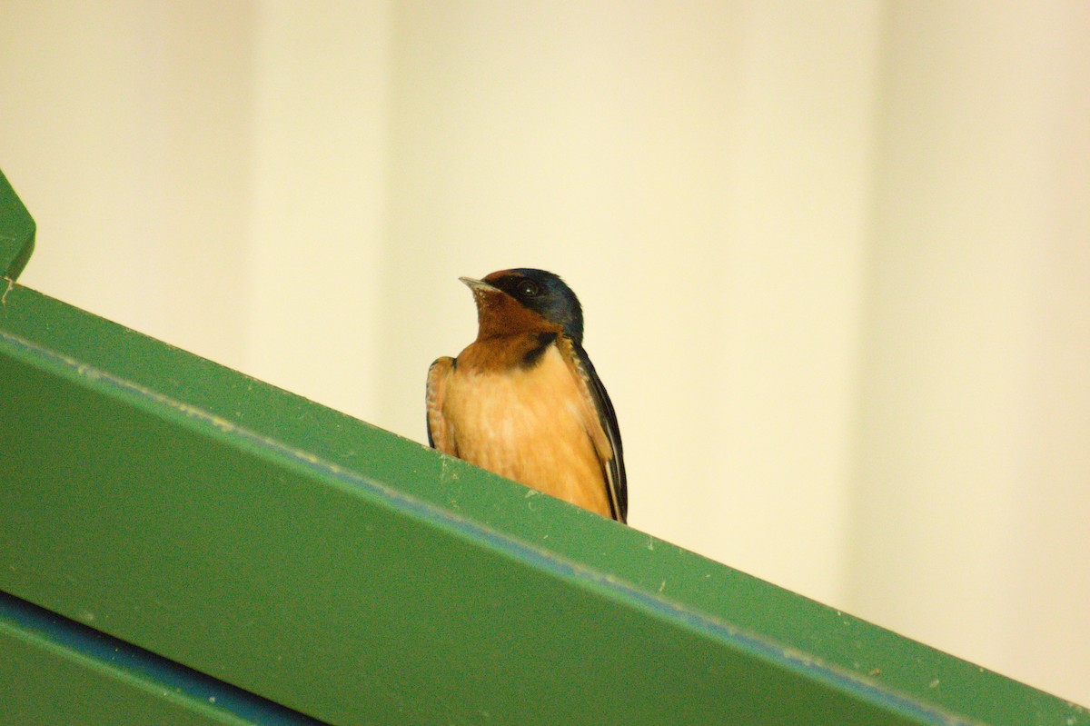 Barn Swallow - Aidan McKay