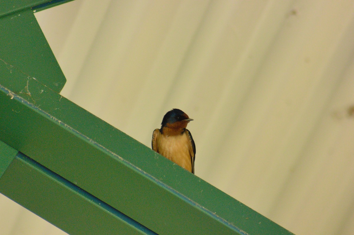 Barn Swallow - Aidan McKay