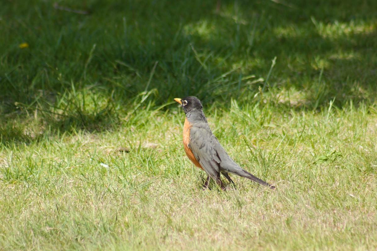 American Robin - ML619249351