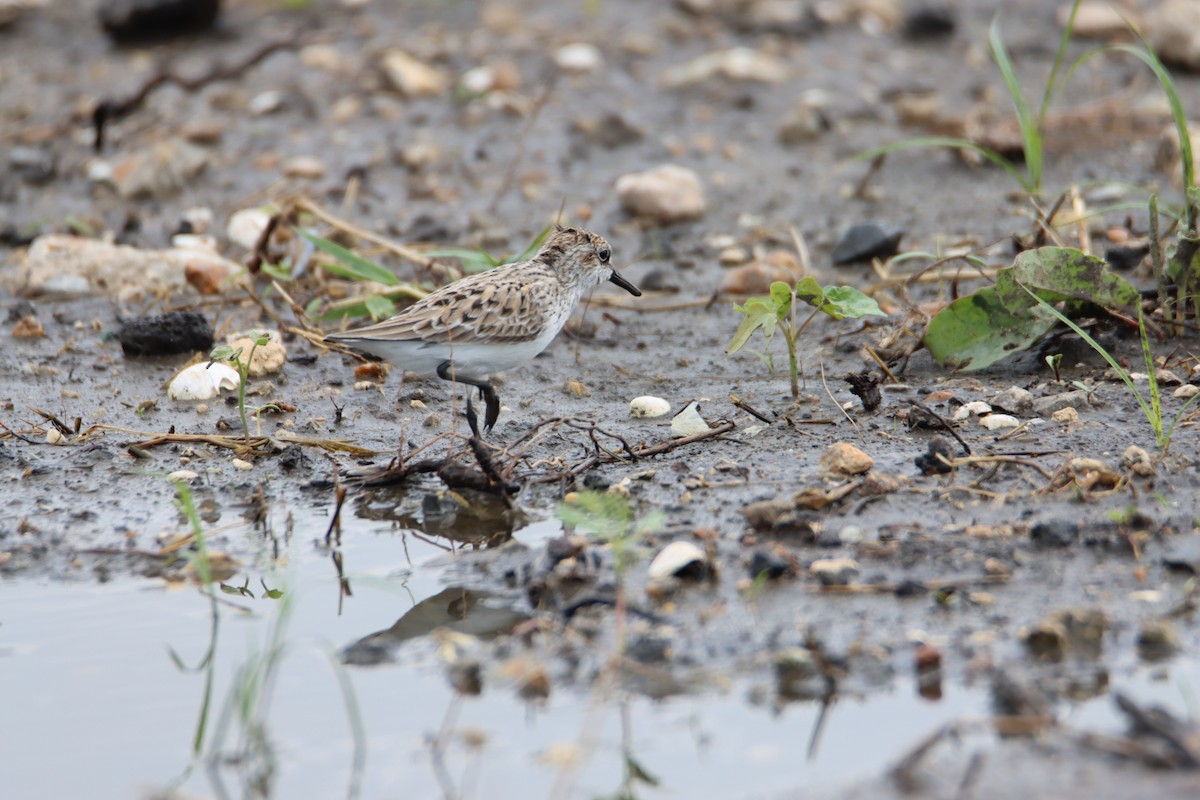 Western/Semipalmated Sandpiper - John Keegan