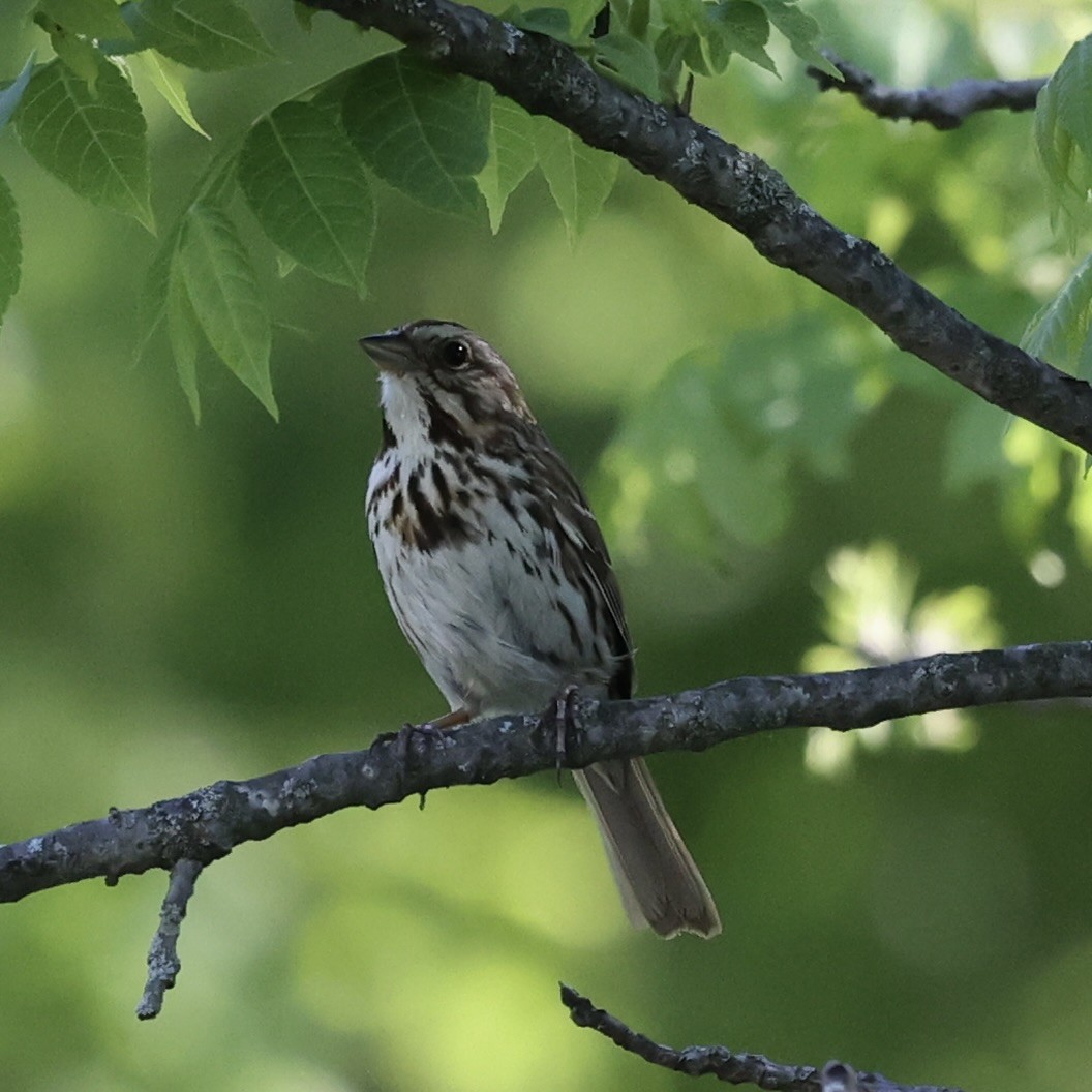 Song Sparrow - Michael Burkhart