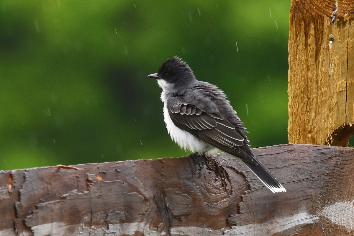 Eastern Kingbird - Tom Buehl Jr.