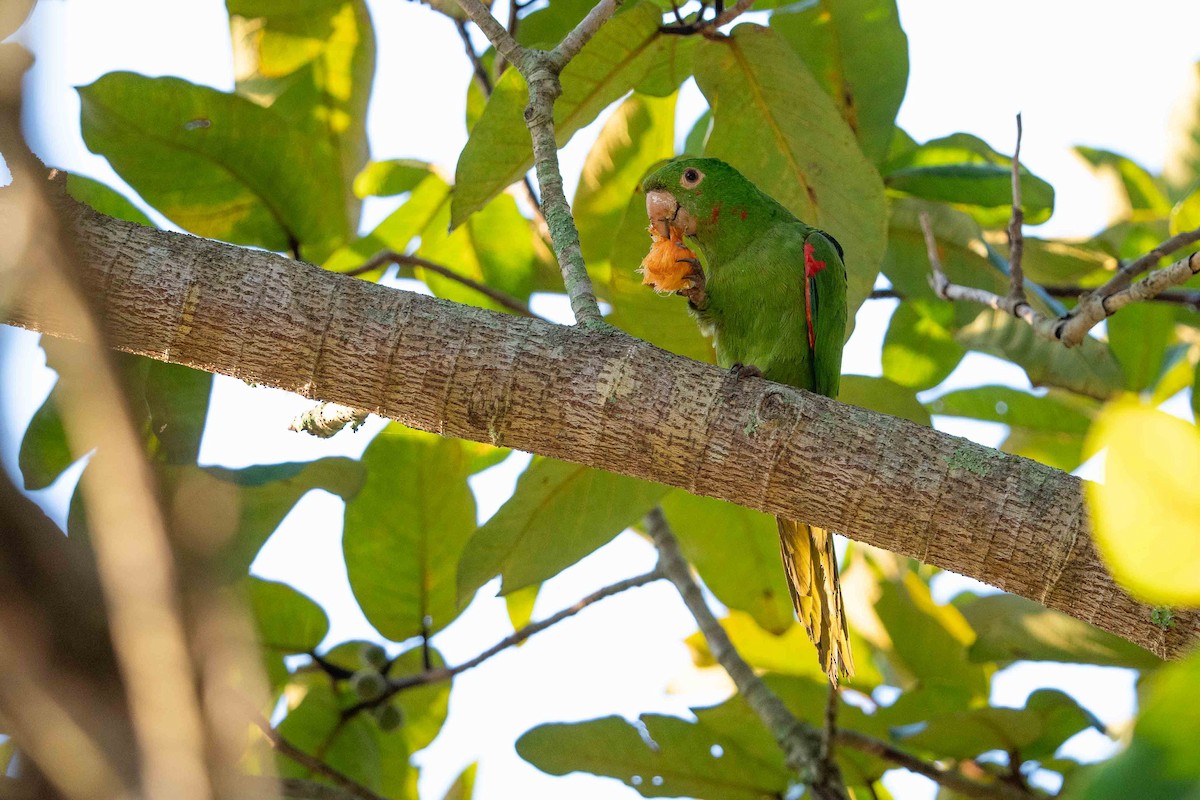 White-eyed Parakeet - ML619249400