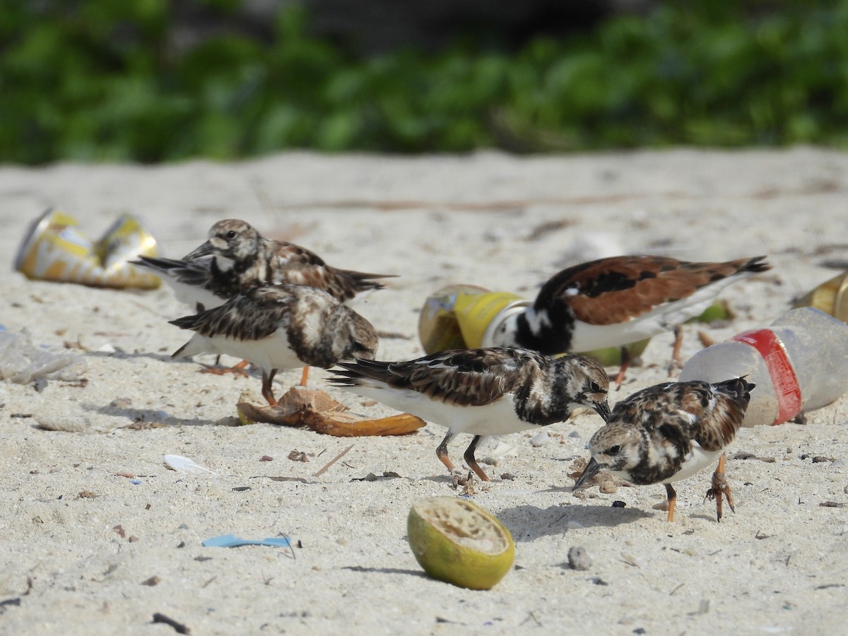 Ruddy Turnstone - ML619249409