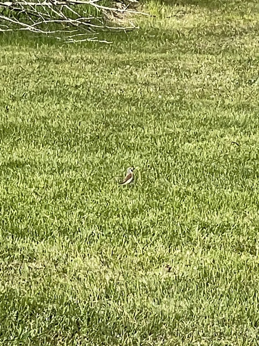 Dickcissel d'Amérique - ML619249411