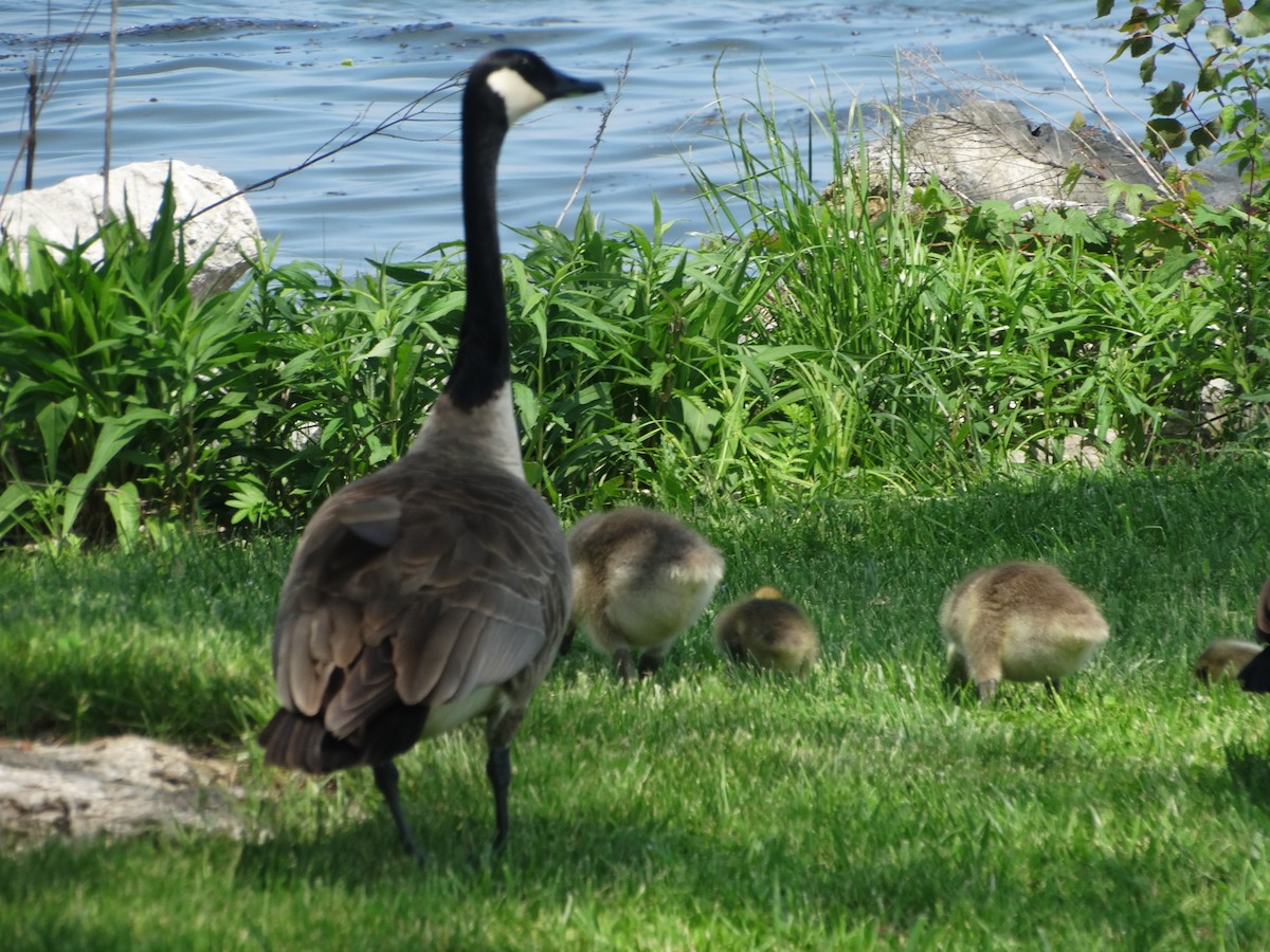 Canada Goose - Jeffrey Sharpe