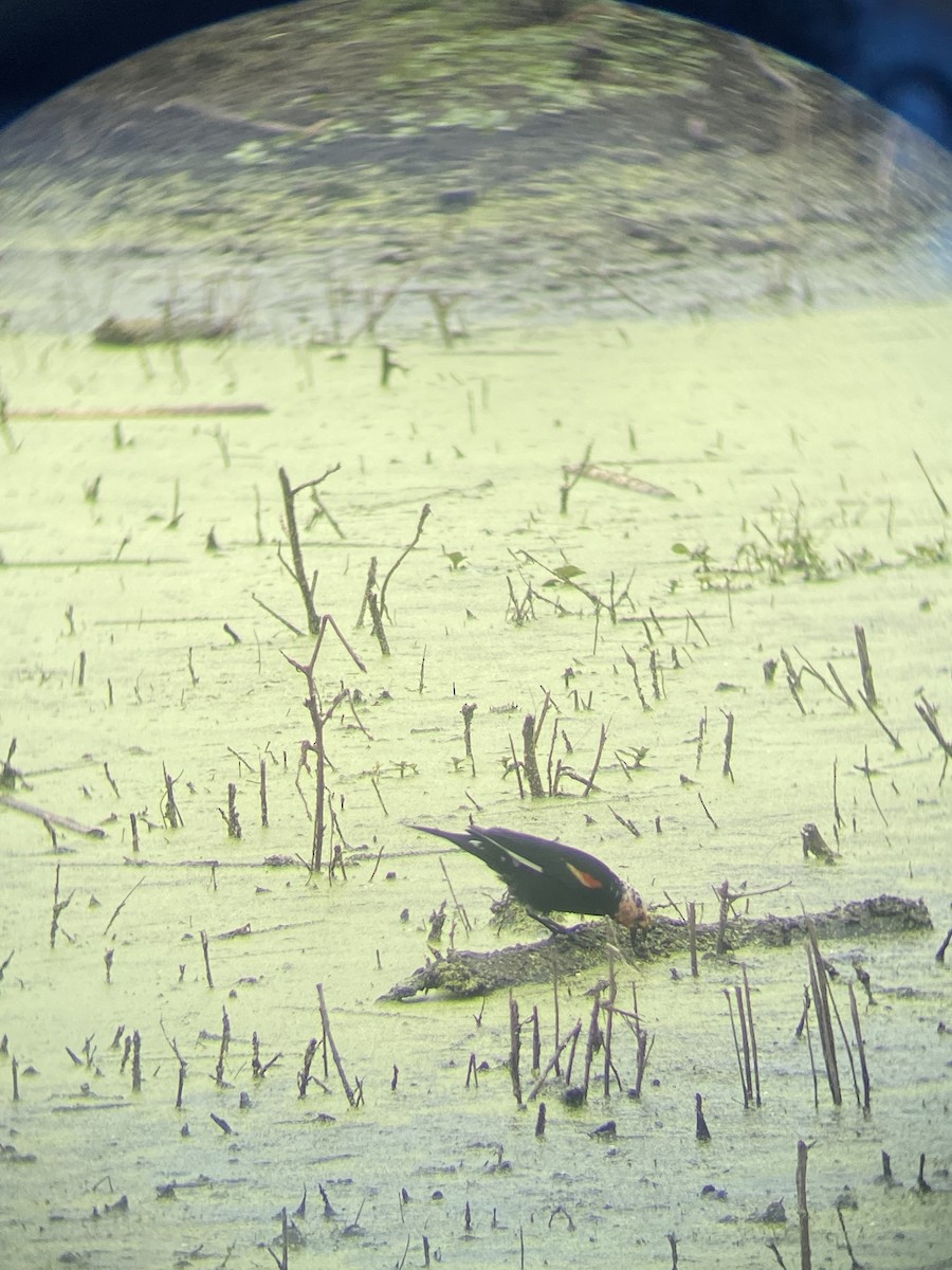 Red-winged Blackbird - Alexander deBarros