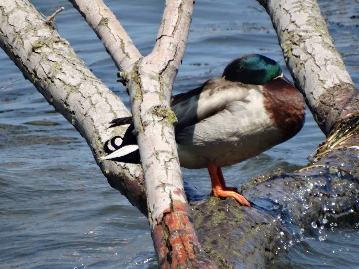 Mallard - Jeffrey Sharpe