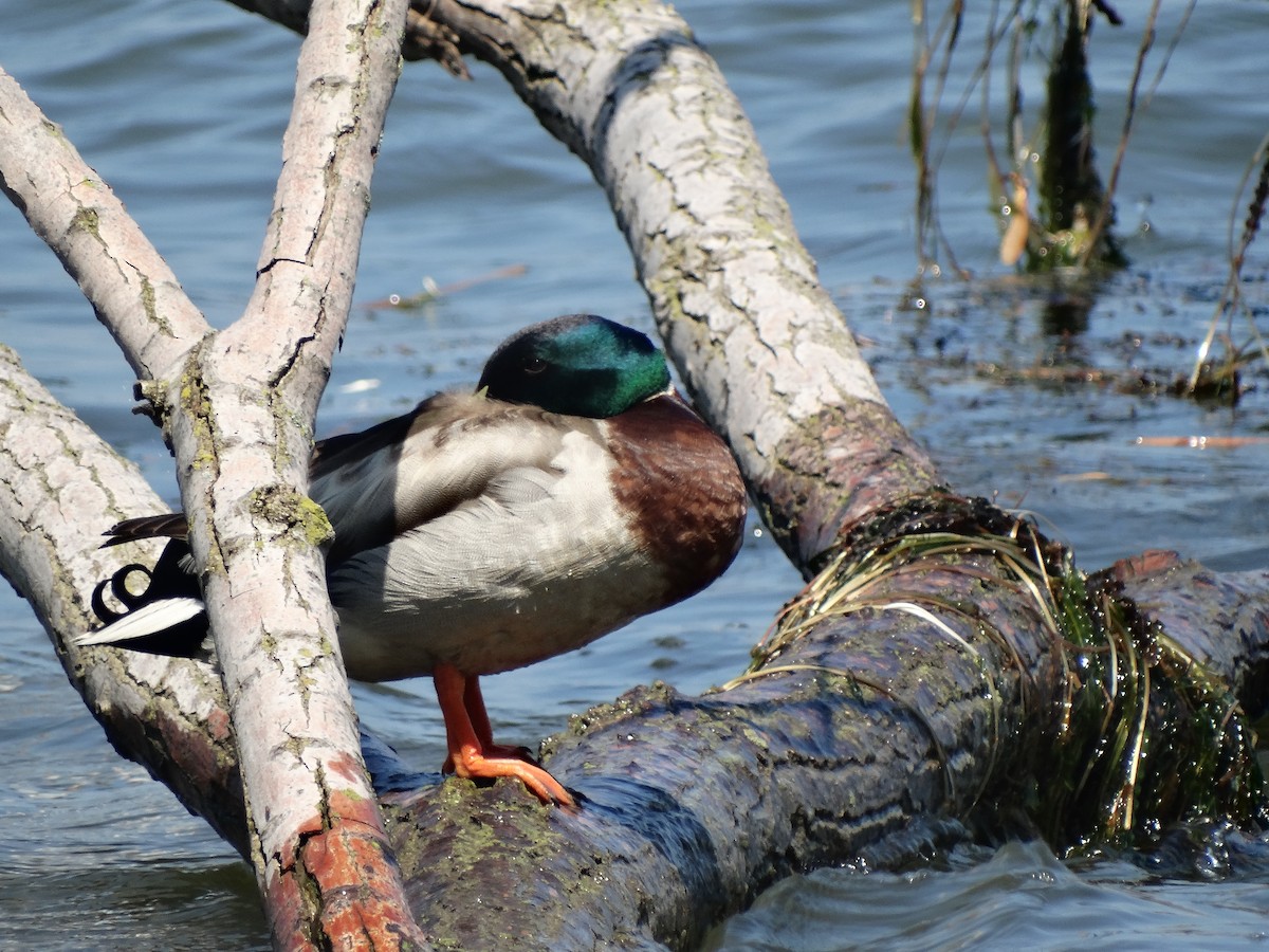 Mallard - Jeffrey Sharpe