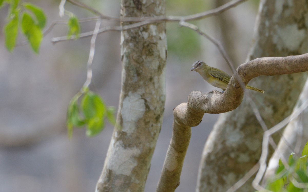 Yellow-green Vireo - Luis Trinchan