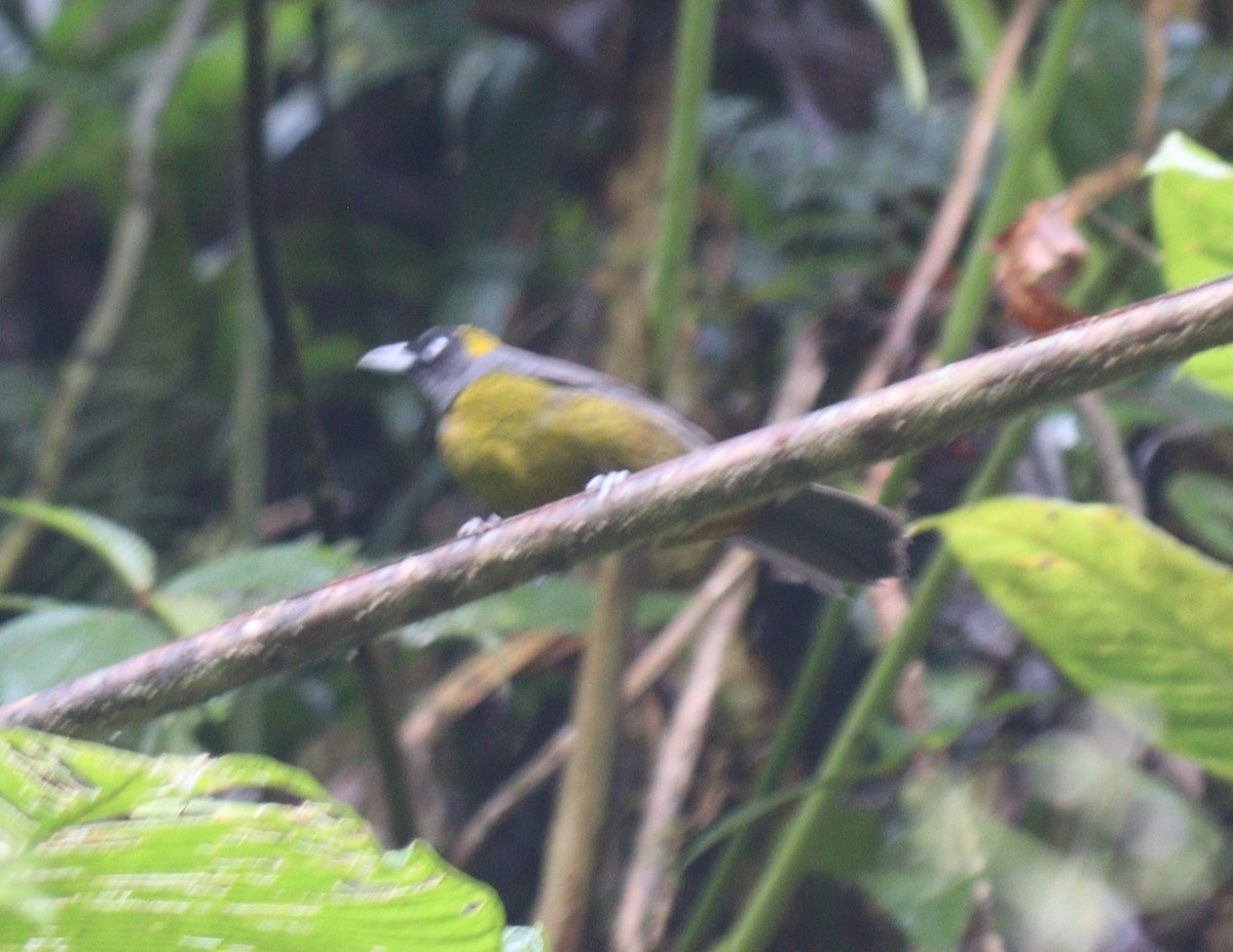 Dusky-faced Tanager - Julio P