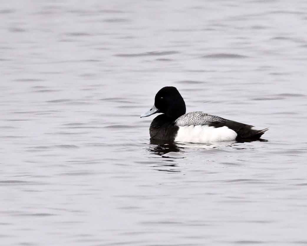 Lesser Scaup - Joe Wujcik