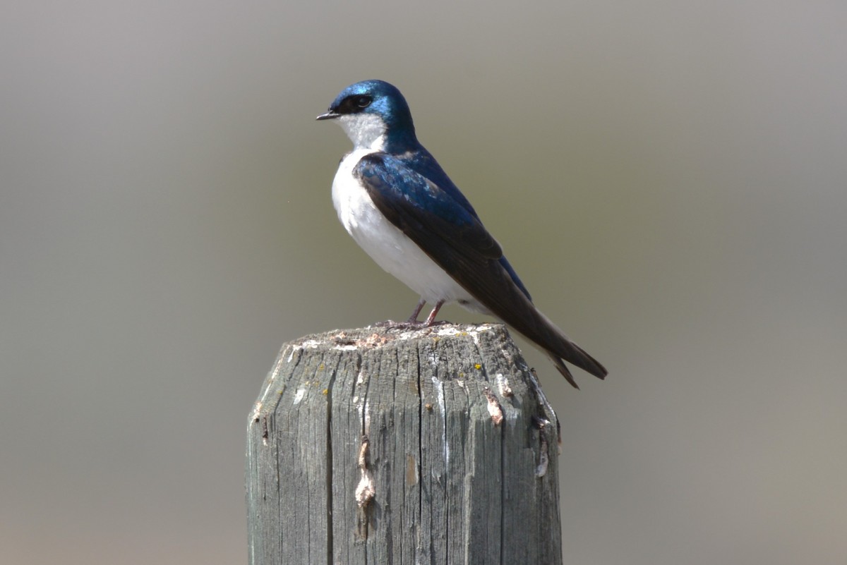 Golondrina Bicolor - ML619249455