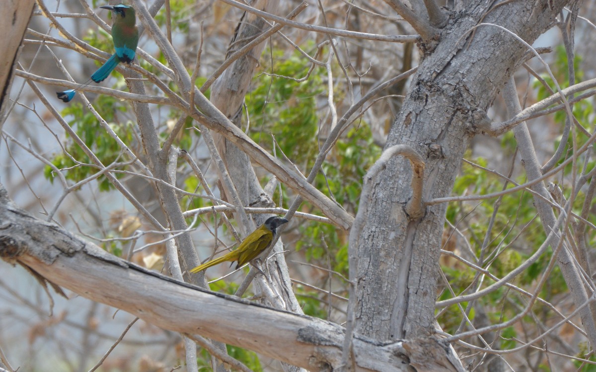 Black-headed Saltator - Luis Trinchan