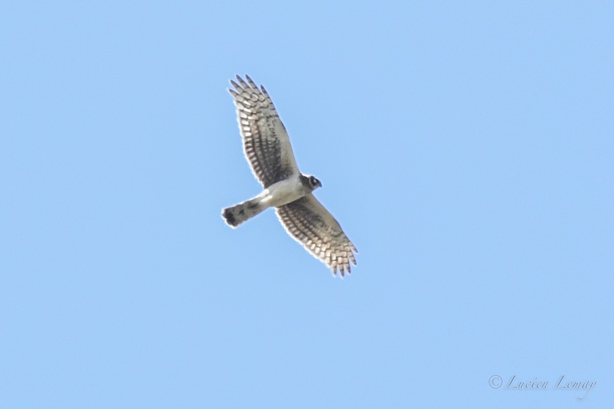 Northern Harrier - Lucien Lemay