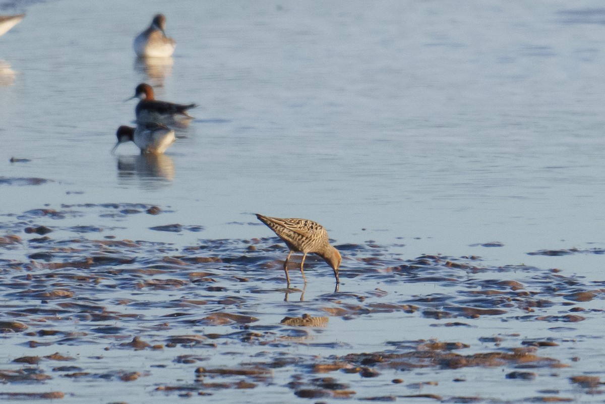 Stilt Sandpiper - ML619249464