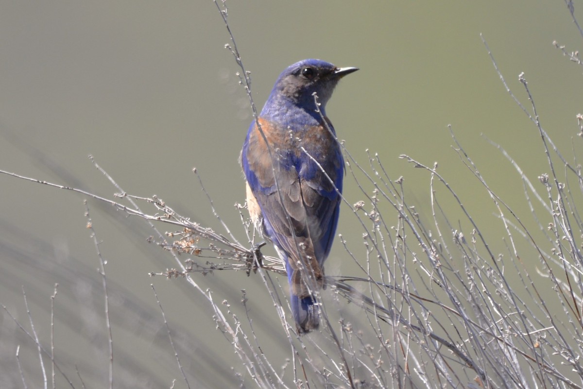 Blaukehl-Hüttensänger - ML619249468