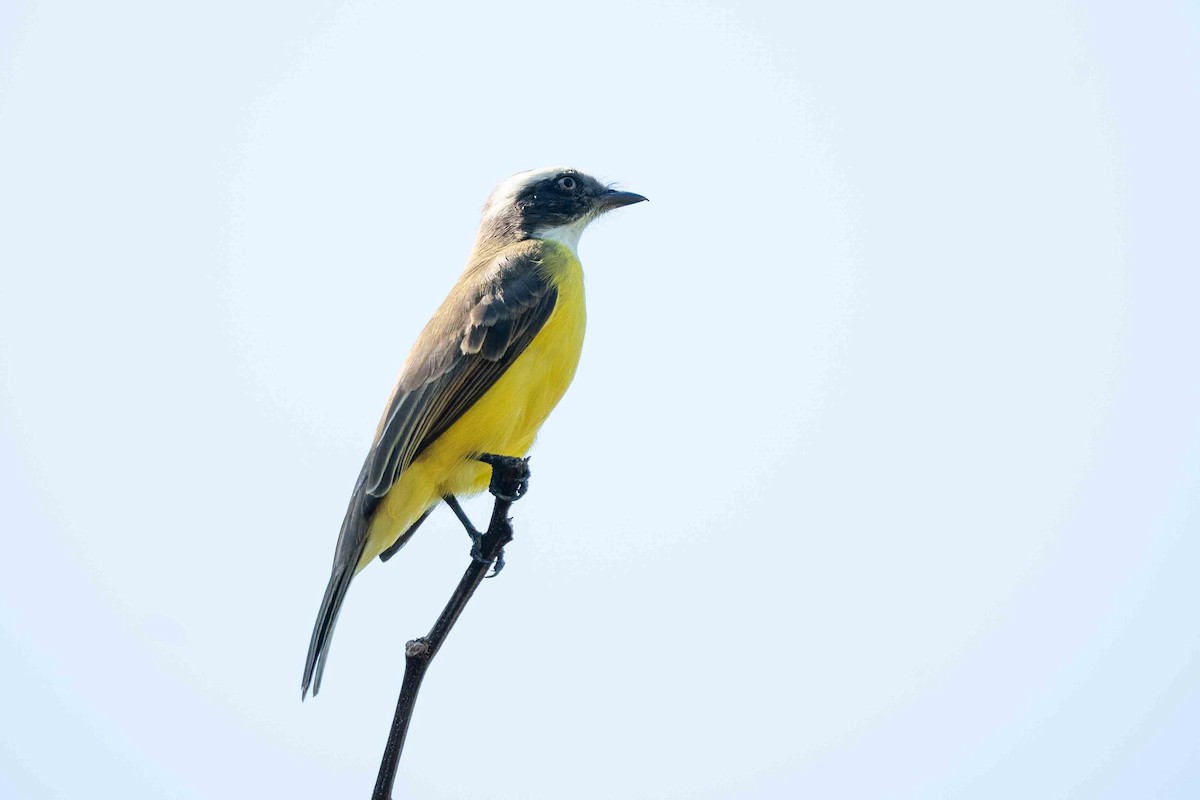 Social Flycatcher - Hudson - BirdsRio