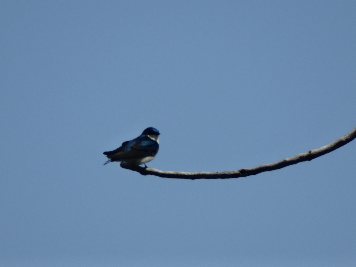 Tree Swallow - Jeffrey Sharpe