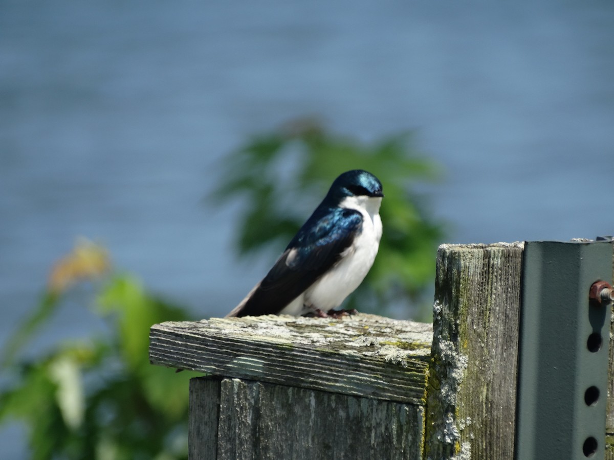 Tree Swallow - Jeffrey Sharpe