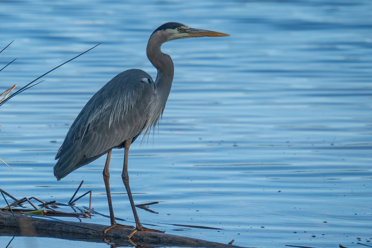 Great Blue Heron - Jason Cole