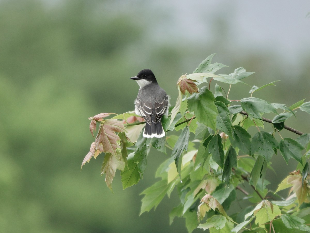 Eastern Kingbird - Yi-Ying Lee