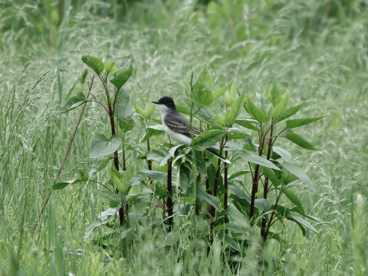 Eastern Kingbird - Yi-Ying Lee