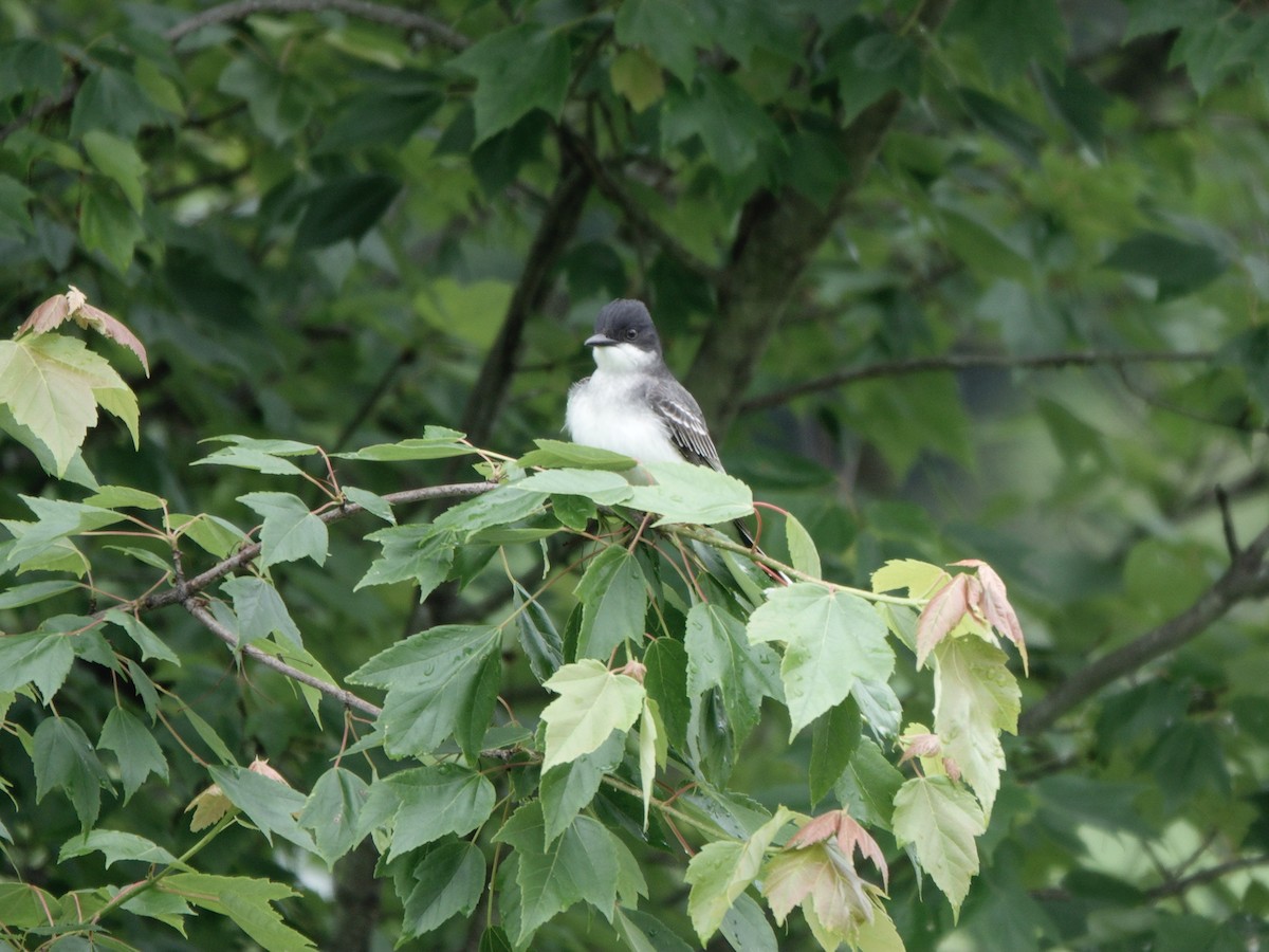 Eastern Kingbird - Yi-Ying Lee