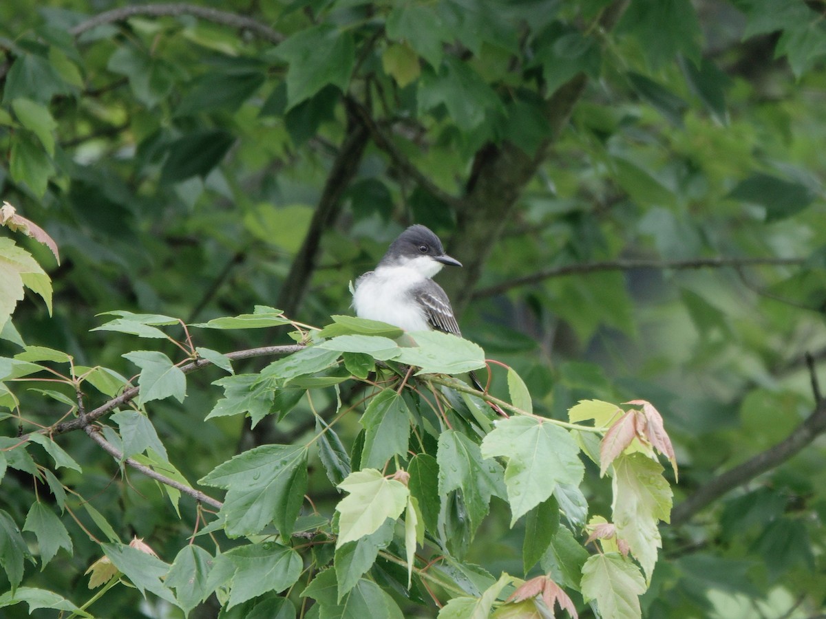 Eastern Kingbird - Yi-Ying Lee