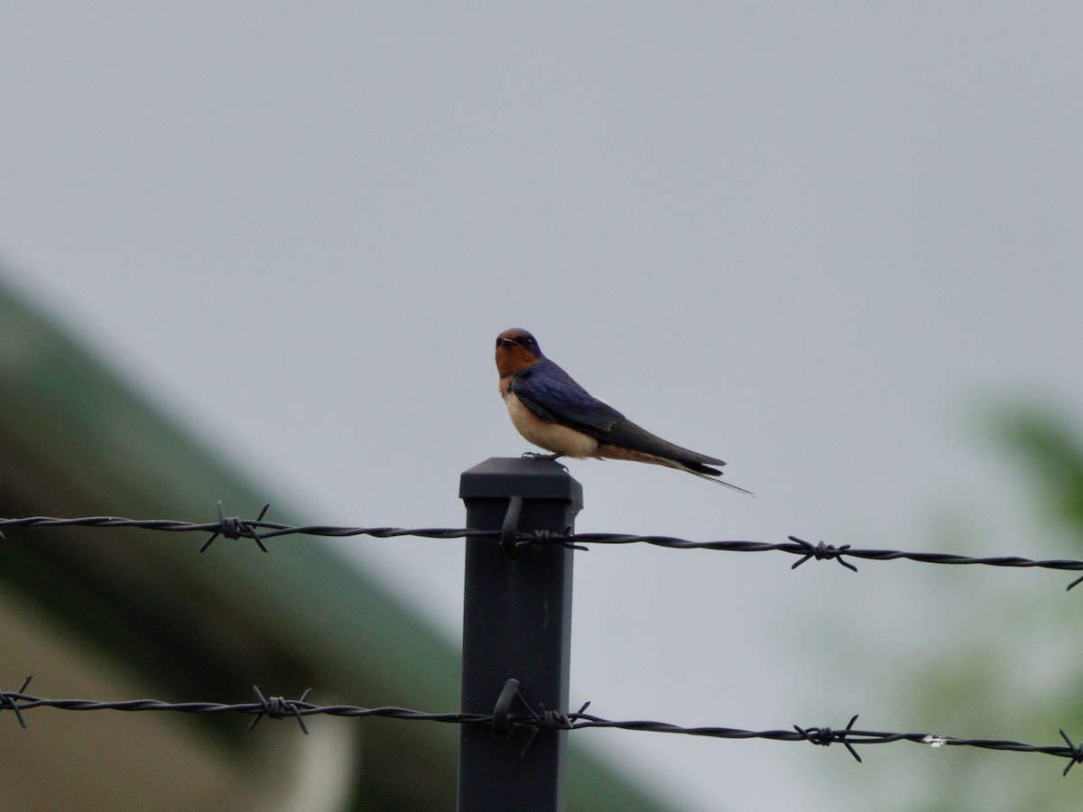 Barn Swallow - Yi-Ying Lee