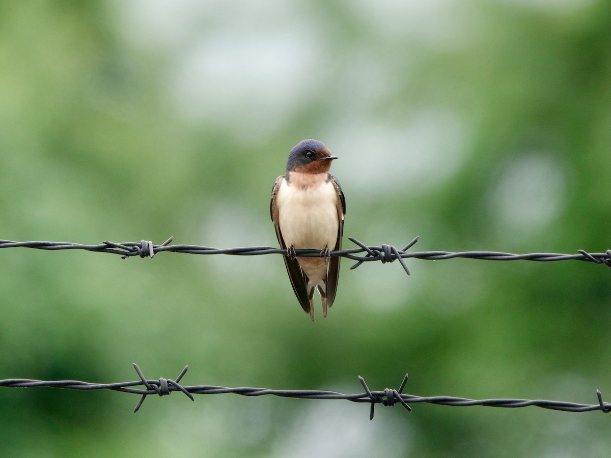 Barn Swallow - Yi-Ying Lee
