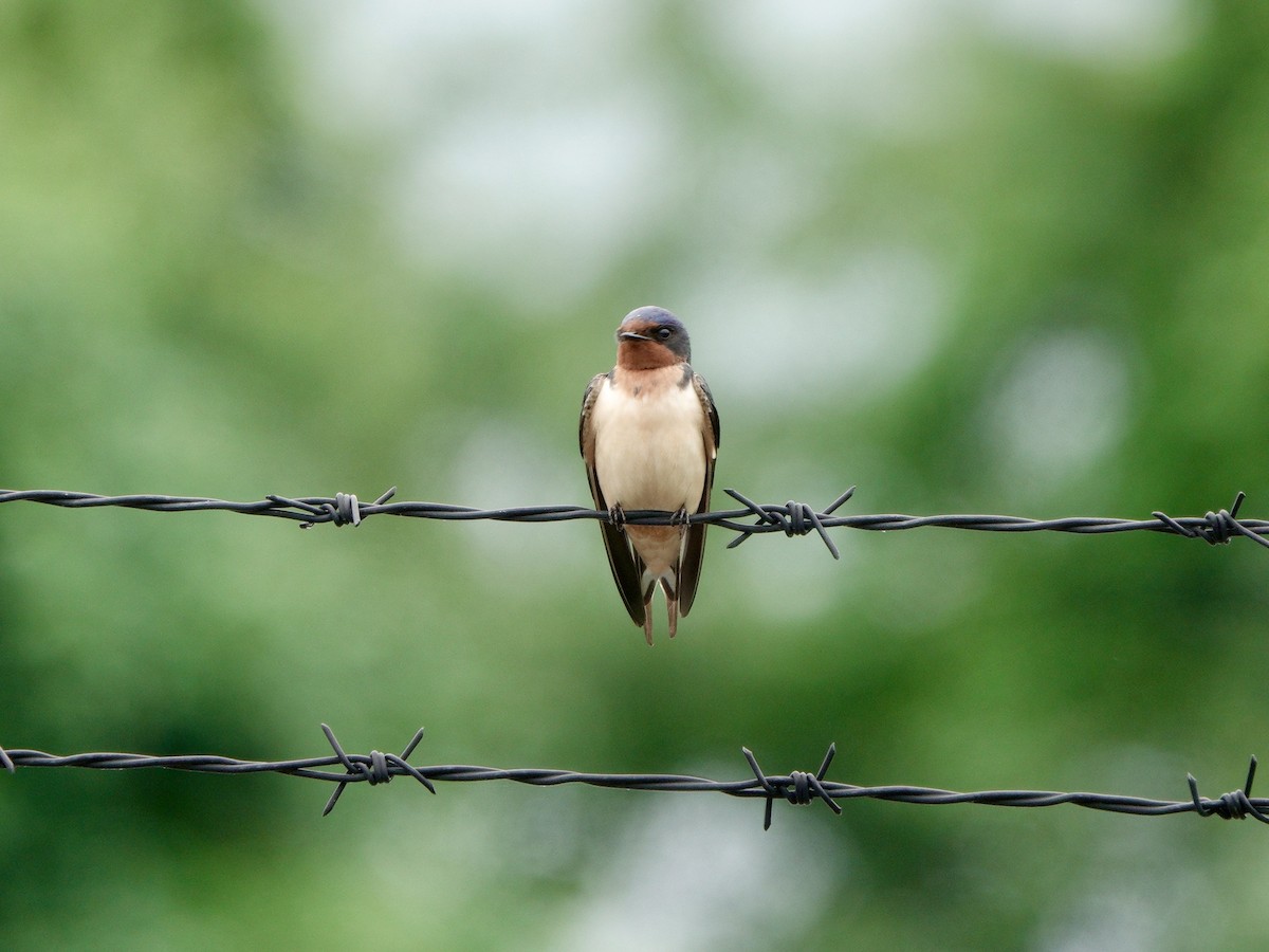 Golondrina Común - ML619249530