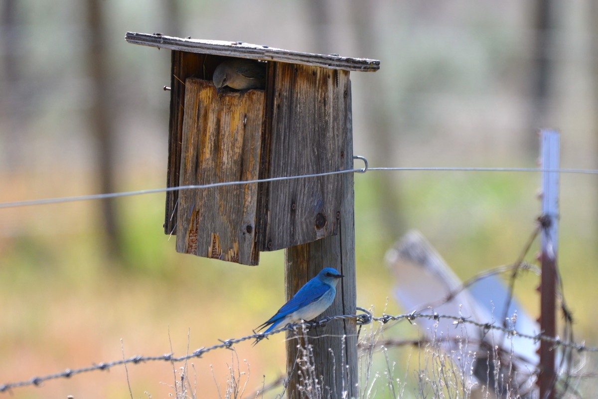 Mountain Bluebird - Henry deJong