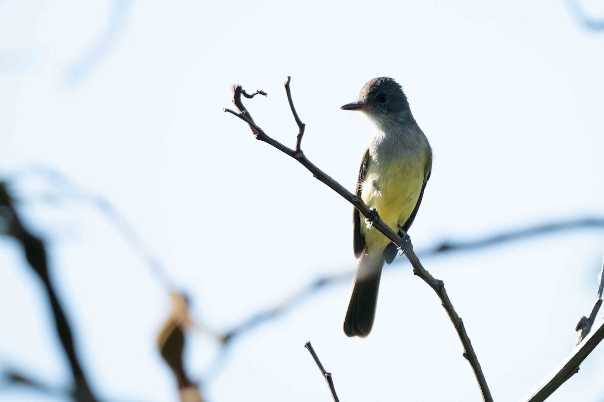 Short-crested Flycatcher - ML619249539