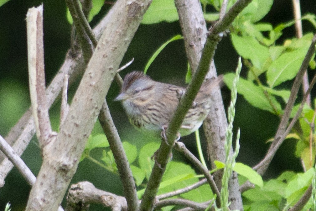 Lincoln's Sparrow - ML619249546