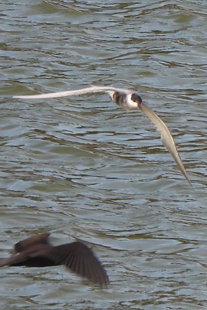 Whiskered Tern - ML619249547