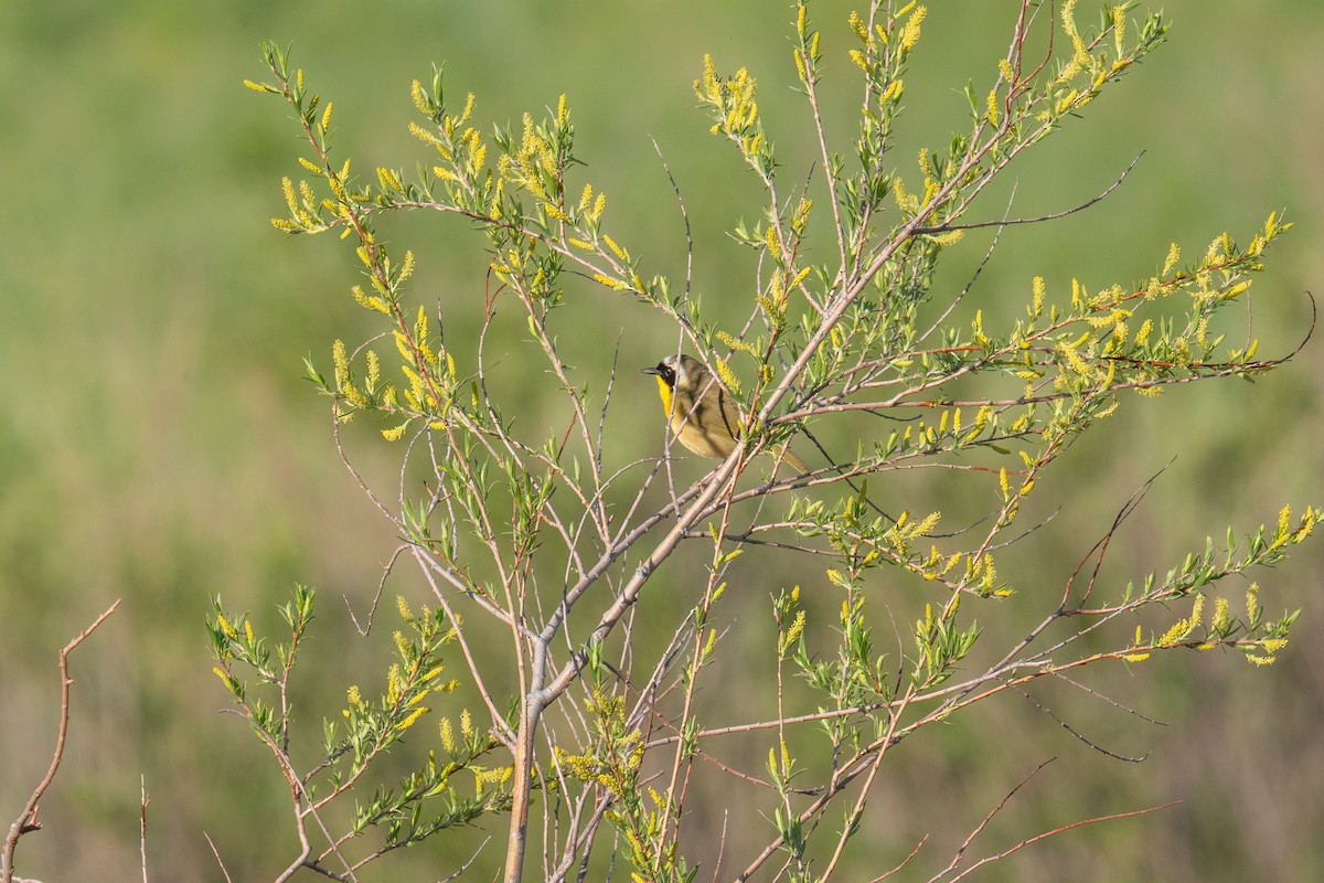 Common Yellowthroat - Jason Cole